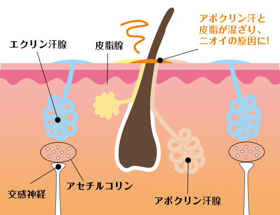 ボトックス注射(ボツリヌス療法)